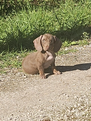 Schoko Zwergdackel Franz sucht Zuhause 