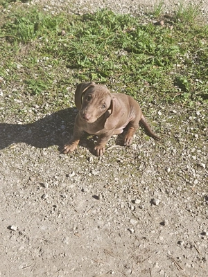 Schoko Zwergdackel Kobolt sucht ein fünf Sterne Zuhause 