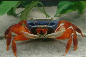 Carisoma armatum - Riesen Colorkrabbe