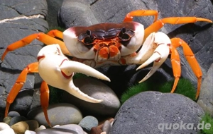 Demanietta sirikit krabbe 