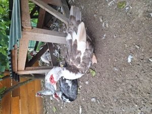 Warzenenten Enten Stummenten 