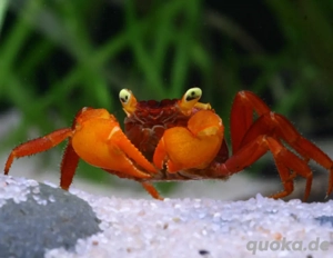 Geosesarma notophorum - Mandarin Krabbe