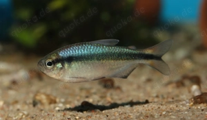 Blauer Tapajos Salmler - Hyphessobrycon melanostichos - Aquarium