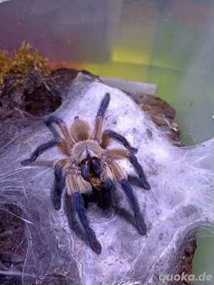 verschiedene Vogelspinnen