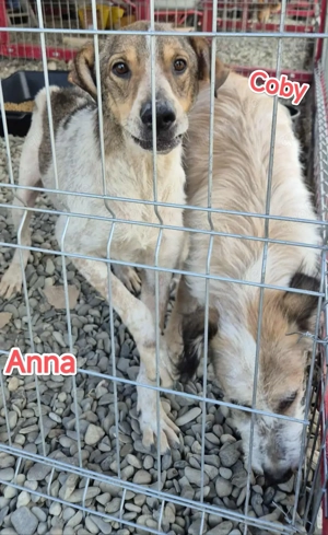 Coby sucht seine Menschen Bild 6