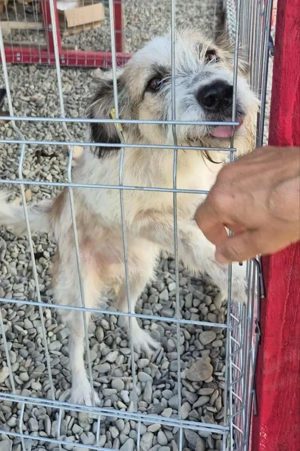 Coby sucht seine Menschen Bild 9