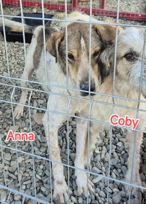 Coby sucht seine Menschen Bild 8