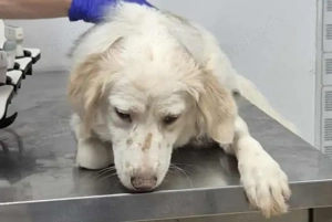 Dylara - hast du ein Körbchen frei?