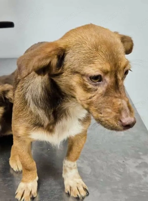 Lucy soll nicht im Tierheim bleiben