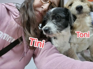 Tini - hast du ein Körbchen frei für die süße Hündin?