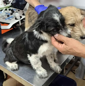 Tini - hast du ein Körbchen frei für die süße Hündin? Bild 9