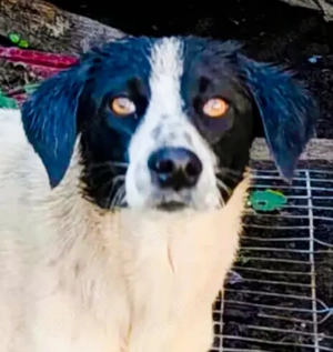 Perry - schenkst du ihm ein liebevolles Zuhause?