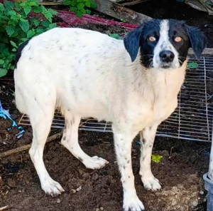 Perry - schenkst du ihm ein liebevolles Zuhause? Bild 8