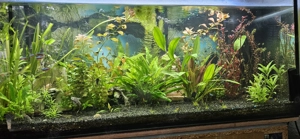 Aquarium mit allem Zubehör 