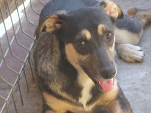 Gratia im Wachstum   die Charmante