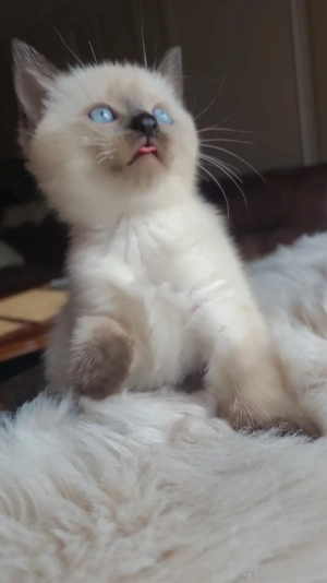 Siamkitten