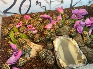 Griechische Landschildkröten Babys aus 2025 