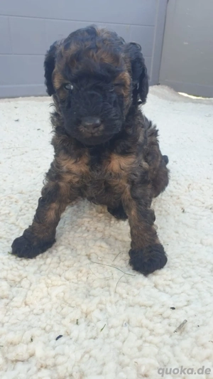 Wir suchen einen neuen Zuhause.