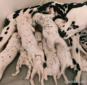 dalmatiener welpen 
