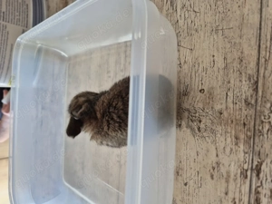 Feldhasen zu verschenken