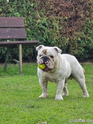 Deckrüde englische Bulldogge 