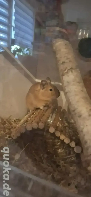 2 Degu weibchen 