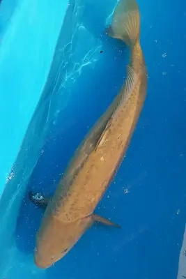 Doitsu Chagoi 62 cm traumhaft schöner Koi nur EUR 325,-