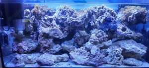 Meerwasser Aquarium Becken Lebendgestein Steine Meerwasseraquarium