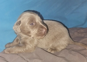 Weimaranerwelpe (Langhaar) Wurf 3.9.25 Bild 3