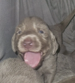 Weimaranerwelpe (Langhaar) Wurf 3.9.25 Bild 4