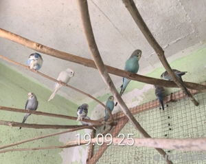 junge Wellensittiche  Bild 4