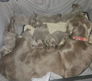 Weimaranerwelpe (Langhaar) Wurf 3.9.25 Bild 5
