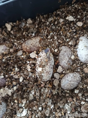 Junge Leopard Geckos suchen ein neues Zuhause 