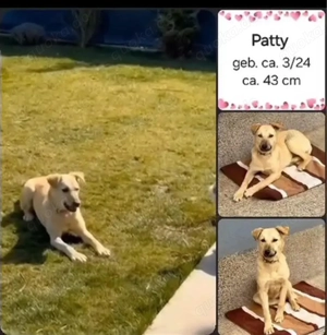 Patty (1,5 J., 45 cm)   katzenfreundliche Junghündin