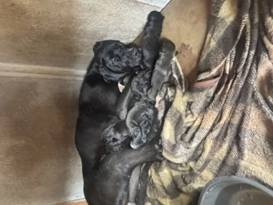 Deutsche Doggen Welpen 