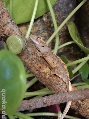 Correlophus ciliatus 0.0.1 Harlequin Kronengecko DNZ 06.2025