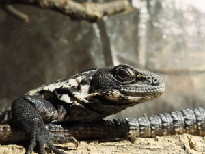  Ctenosaura Pectinata 1.1 CB 24 ( Westmexikanischer-Schwarzleguan )