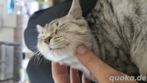 BKH Mix Kater 6 Monate alt