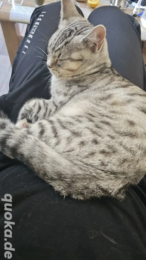 BKH Mix Kater 6 Monate alt Bild 3