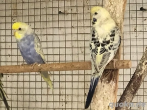 Wellensittiche abzugeben Bild 5