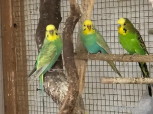 Wellensittiche abzugeben