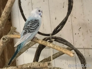 Wellensittiche abzugeben Bild 4