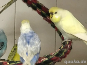 Wellensittiche abzugeben Bild 2