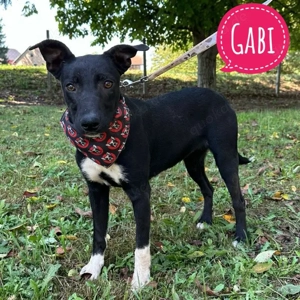 Gabi, süße, junge Mischlingshündin
