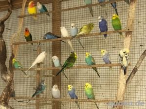 Wellensittiche abzugeben Bild 3