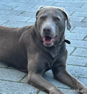Labrador Deckrüde Silber