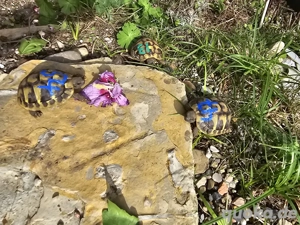 Griechische Landschildkröten  Bild 4