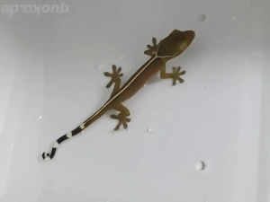 Streifengeckos abzugeben 