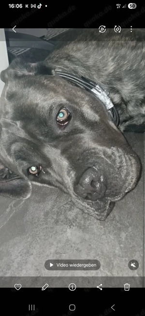 Cane corso Rüde