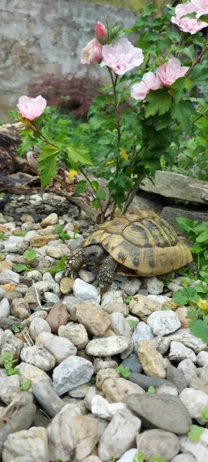 Weibliche Griechische Landschildkröte eierlegend (Thb) 2003